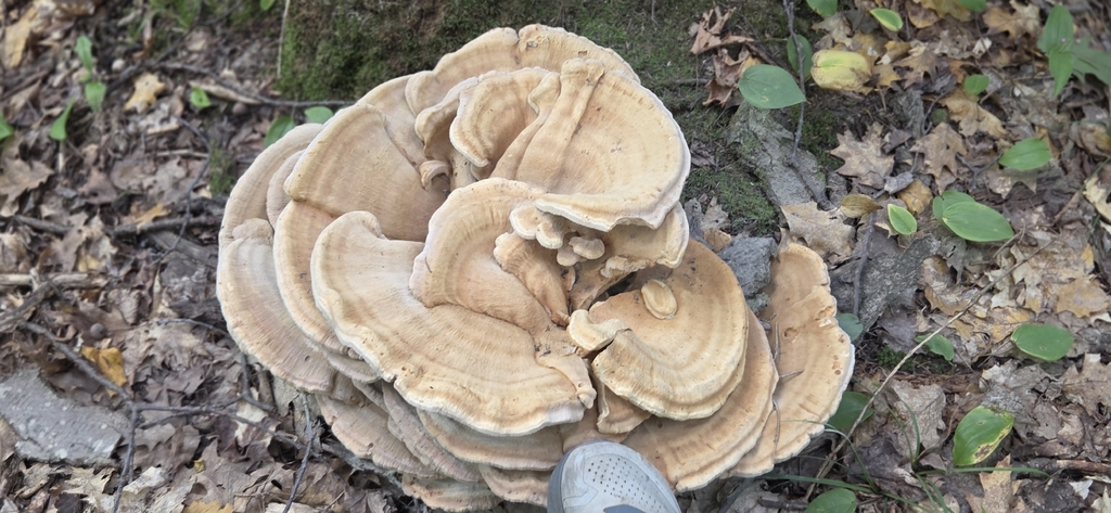 Berkeley's Polypore · September 2026 · photo: Photo: (c) WF_MI, some rights reserved (CC BY) · iNaturalist