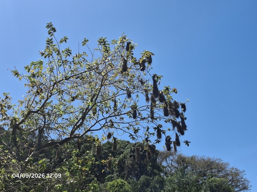 Red-rumped Cacique