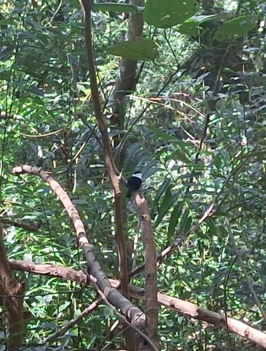 White-bearded Manakin