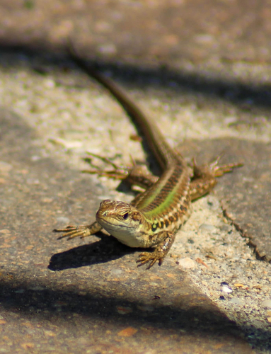 Italian Wall Lizard