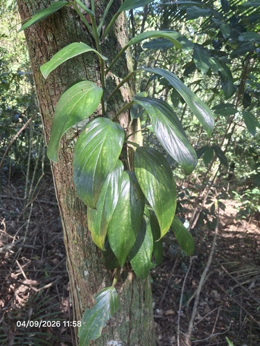 Monstera adansonii klotzschiana
