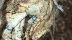 Dermestes