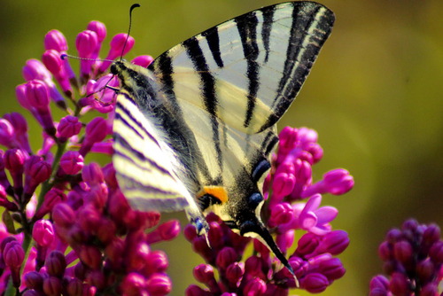 Scarce Swallowtail