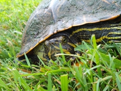 Trachemys scripta