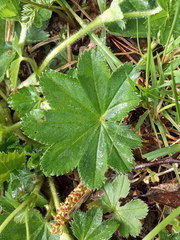 Alchemilla micans