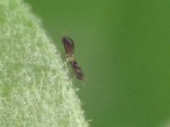 Franklinothrips vespiformis