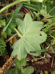 Alchemilla micans