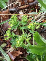 Alchemilla micans