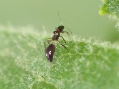 Franklinothrips vespiformis