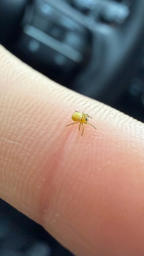 Six-spotted Orbweaver