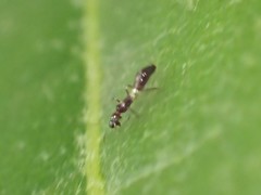 Franklinothrips vespiformis