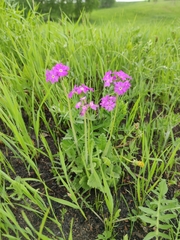 Primula cortusoides