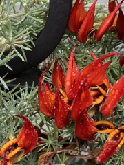 Lotus berthelotii