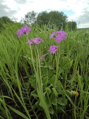 Primula cortusoides