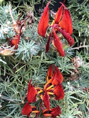 Lotus berthelotii
