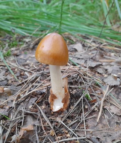 Tawny Grisette