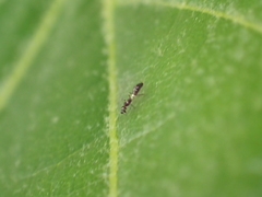 Franklinothrips vespiformis