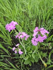 Primula cortusoides