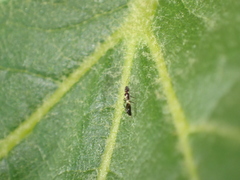 Franklinothrips vespiformis