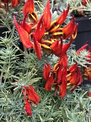 Lotus berthelotii