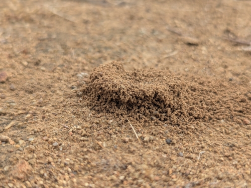 Crazy Pyramid Ant