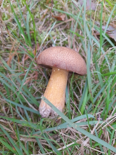 Velvet Bolete