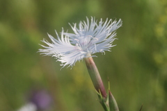 Dianthus sternbergii, photograph (c) Edmundas Greimas, some rights reserved (CC BY)