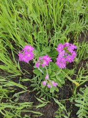 Primula cortusoides