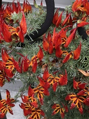 Lotus berthelotii