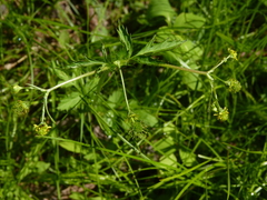 Geum vernum