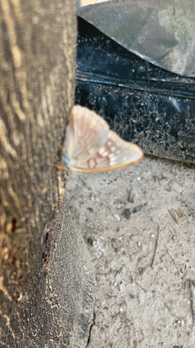 Tawny Emperor