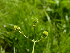 Geum vernum