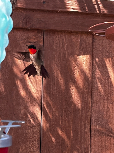 Ruby-throated Hummingbird