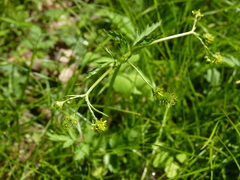 Geum vernum