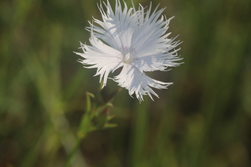 Dianthus sternbergii