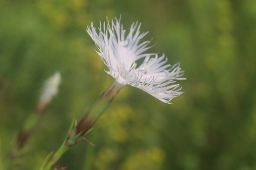 Dianthus sternbergii, photograph 2