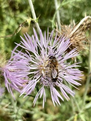 Apis mellifera