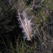 False Rhodes Grass - Photo (c) Bruno Alzugaray, some rights reserved (CC BY-NC), uploaded by Bruno Alzugaray