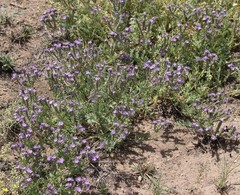 Phacelia popei