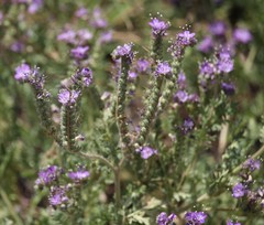 Phacelia popei