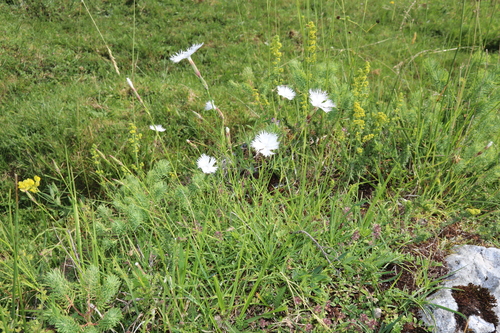 Dianthus sternbergii, photograph 3
