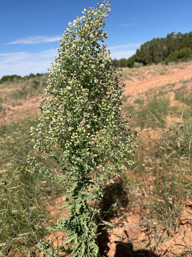 Coulter's horseweed