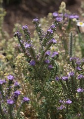 Phacelia popei