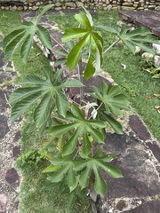 Cecropia pachystachya