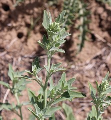 Chenopodium incanum