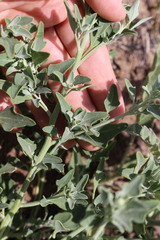 Chenopodium incanum
