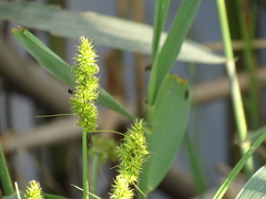 Carex otrubae