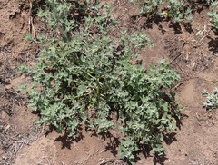Chenopodium incanum