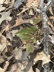 Viburnum rafinesqueanum