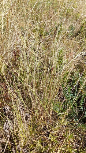 Stipa pennata observed 2026-09-08